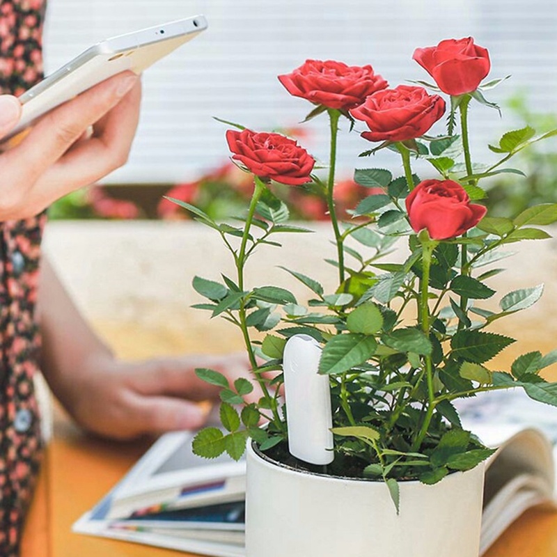 HHCC العناية بالزهور الذكية مر - مراجعة Smart Garden Xiaomi وسعره